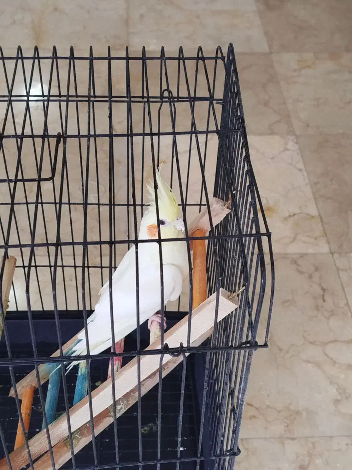 طوطی عروس|پرنده|اقبالیه, |دیوار