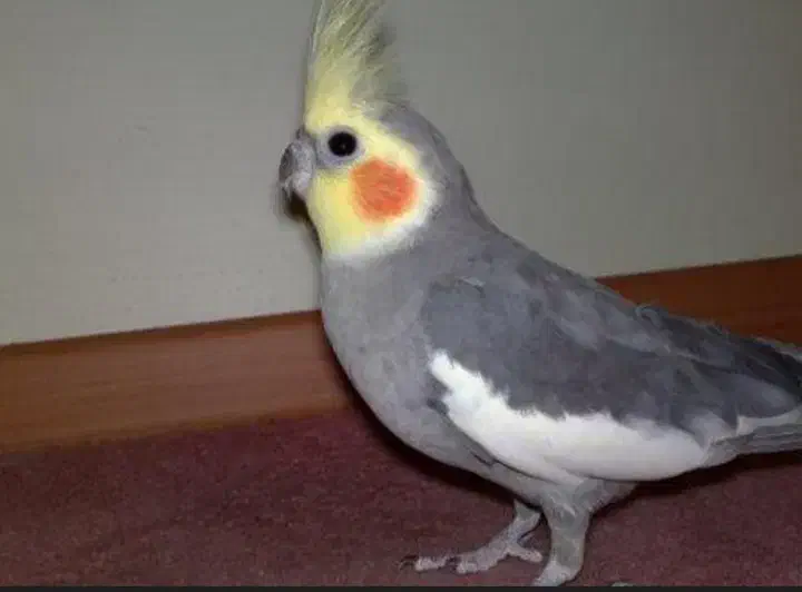 عروس هلندی|پرنده|اردبیل, |دیوار