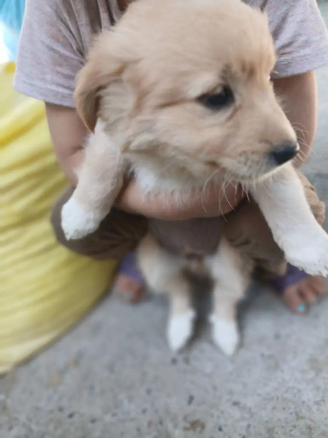 سه عدد سگ پا کوتاه|سگ|زاهدان, |دیوار