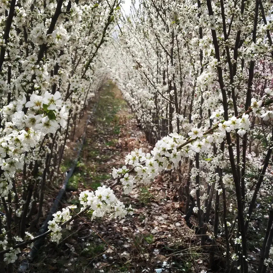 نهالونهالستانشناسهدارگیلاسی|خدمات باغبانی و درختکاری|گلبهار, نوبهار|دیوار