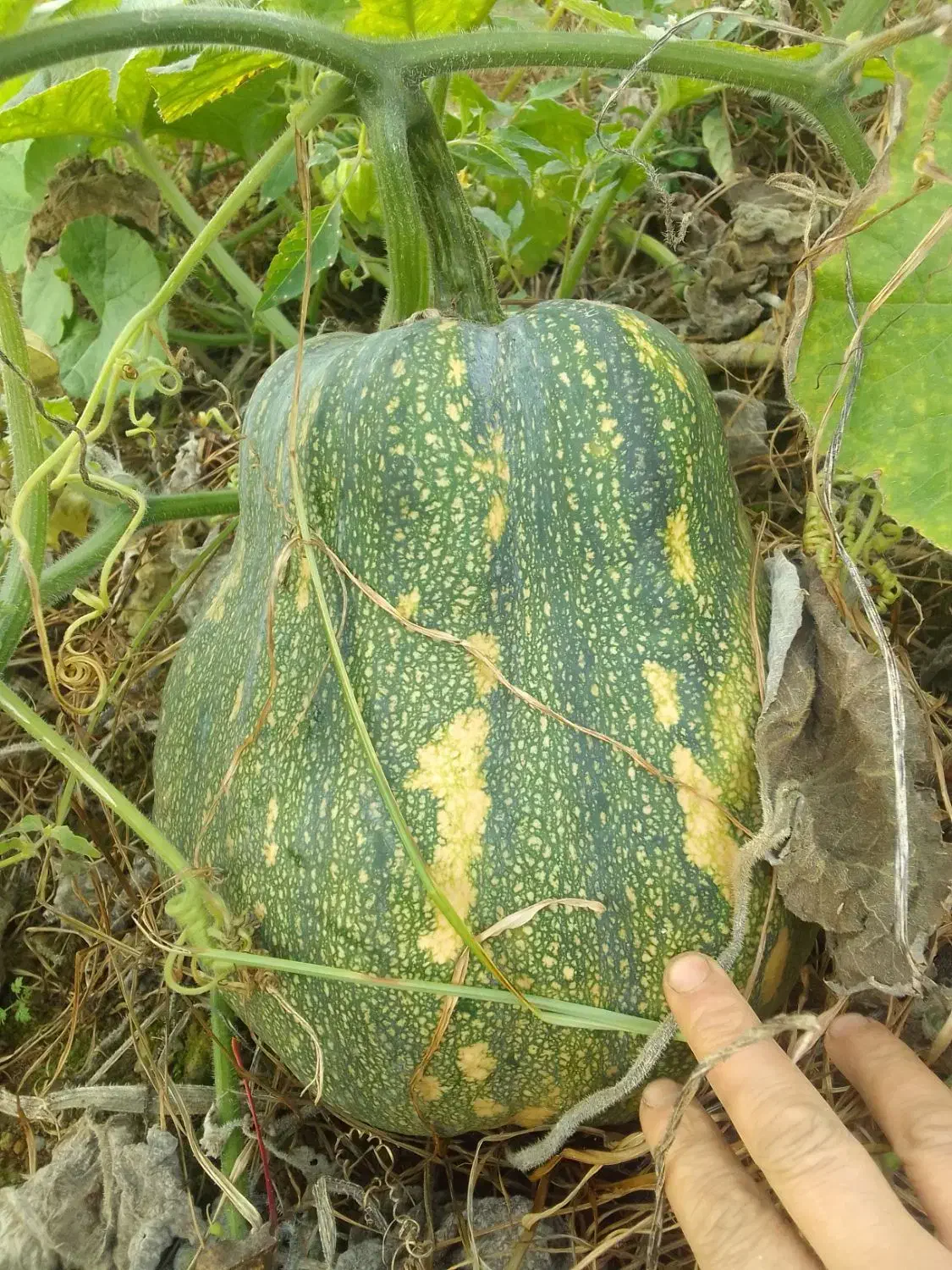 کدو دامی.*ارسال با نیسان.خوراک گاو.صومعه سرا|خوردنی و آشامیدنی|رشت, یخسازی|دیوار