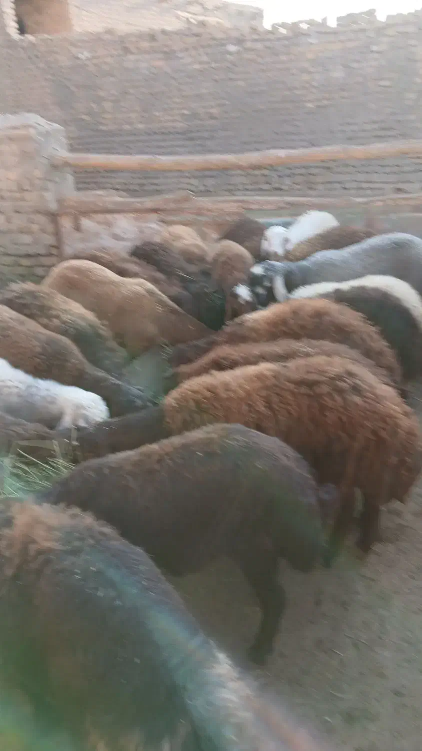 ۲۰ راس بره نر ۱۵ راس بره ماده درجه یک سرکی|عمدهفروشی|گلپایگان, |دیوار