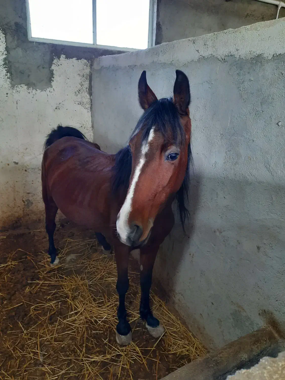 مادیان ۴ ساله کرد اصیل|اسب و تجهیزات اسبسواری|نمین, |دیوار