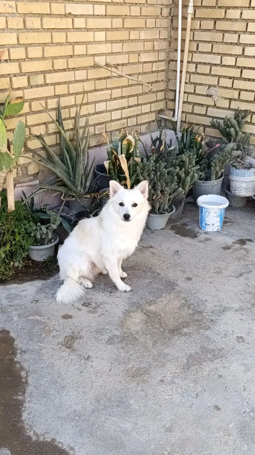 سگ پامر روباهی|سگ|بندر امام خمینی, |دیوار