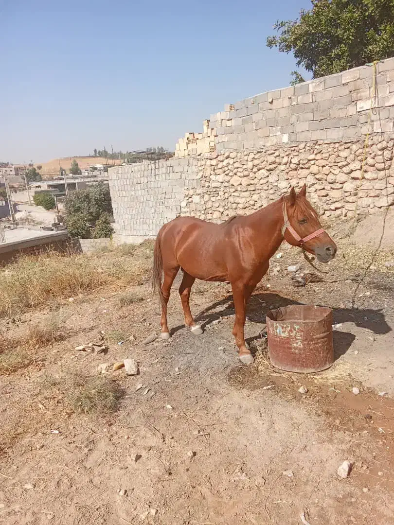 اسب|حیوانات مزرعه|دهدشت, |دیوار