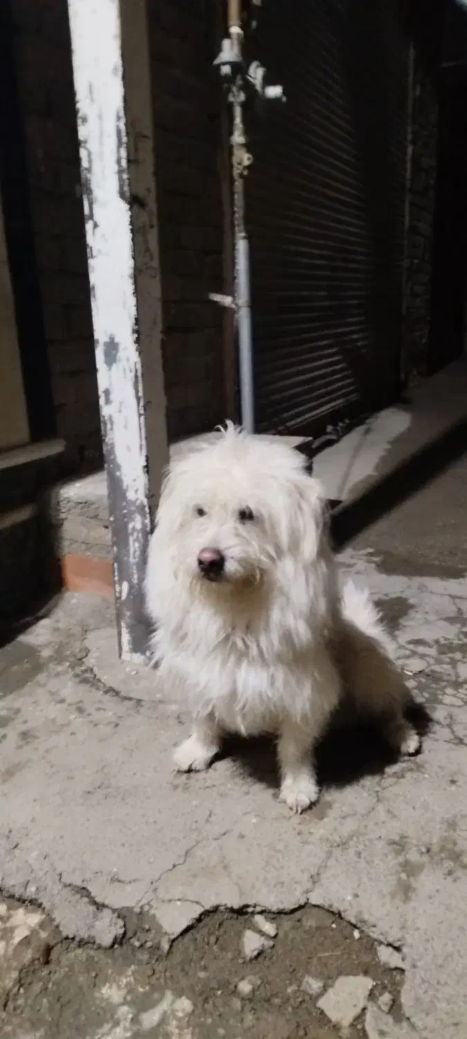 سگ پا کوتاه|سگ|سلماس, |دیوار