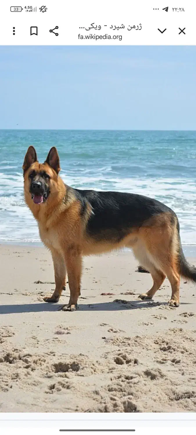 دوتا سگ پیدا شده|سگ|گرگان, |دیوار