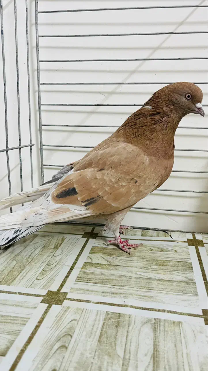 کبوتر سرور تهرنی|پرنده|قزوین, |دیوار