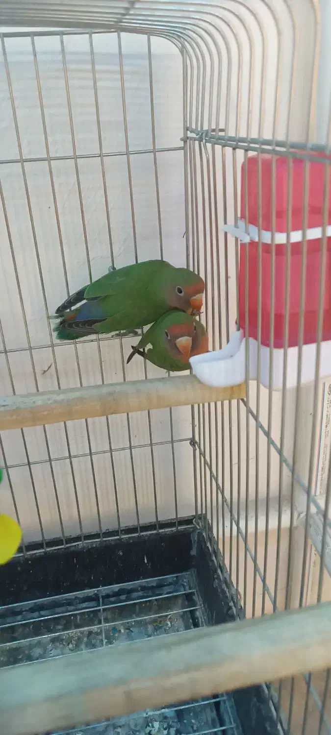 کوتوله برزیلی|پرنده|چالوس, |دیوار