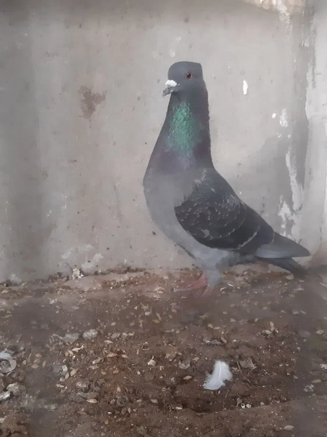 کبوتر|پرنده|خورموج, |دیوار