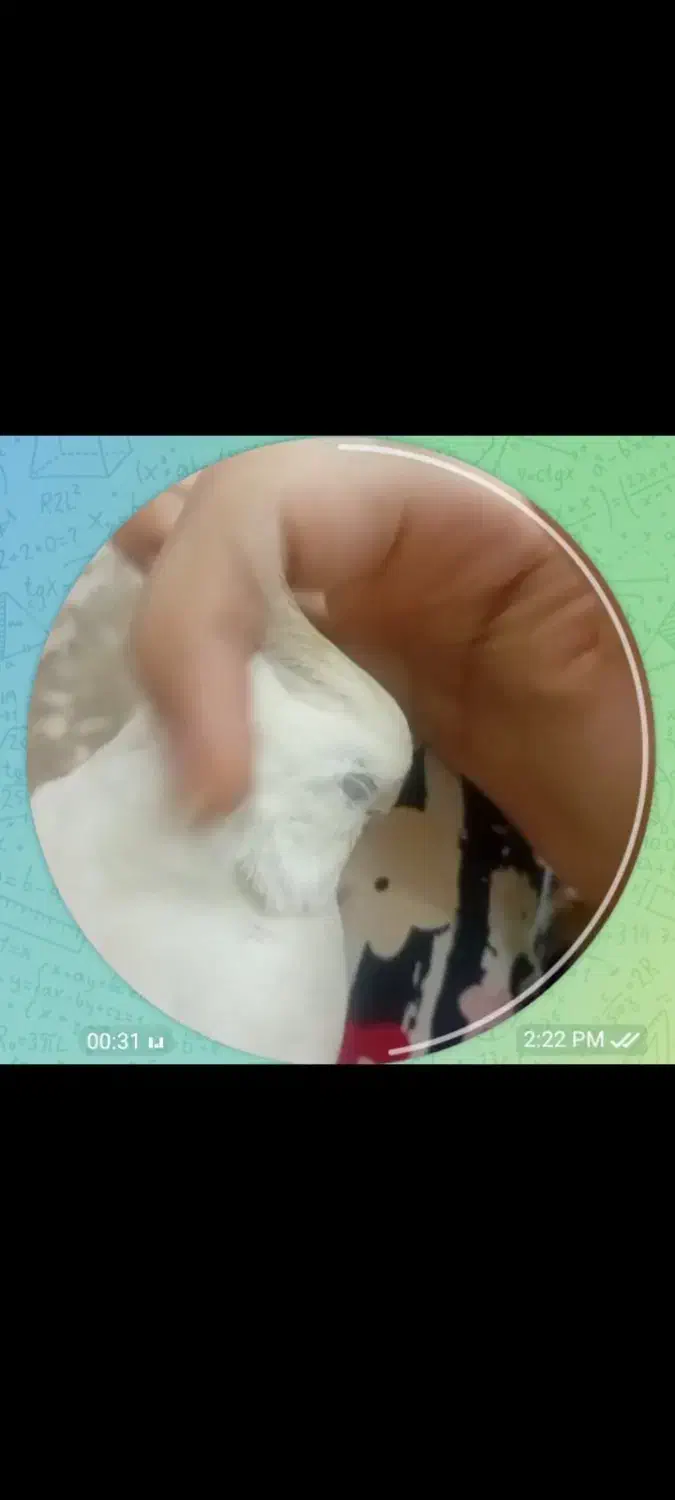 عروس هلندی گمشده|حیوانات|قم, نخودی|دیوار