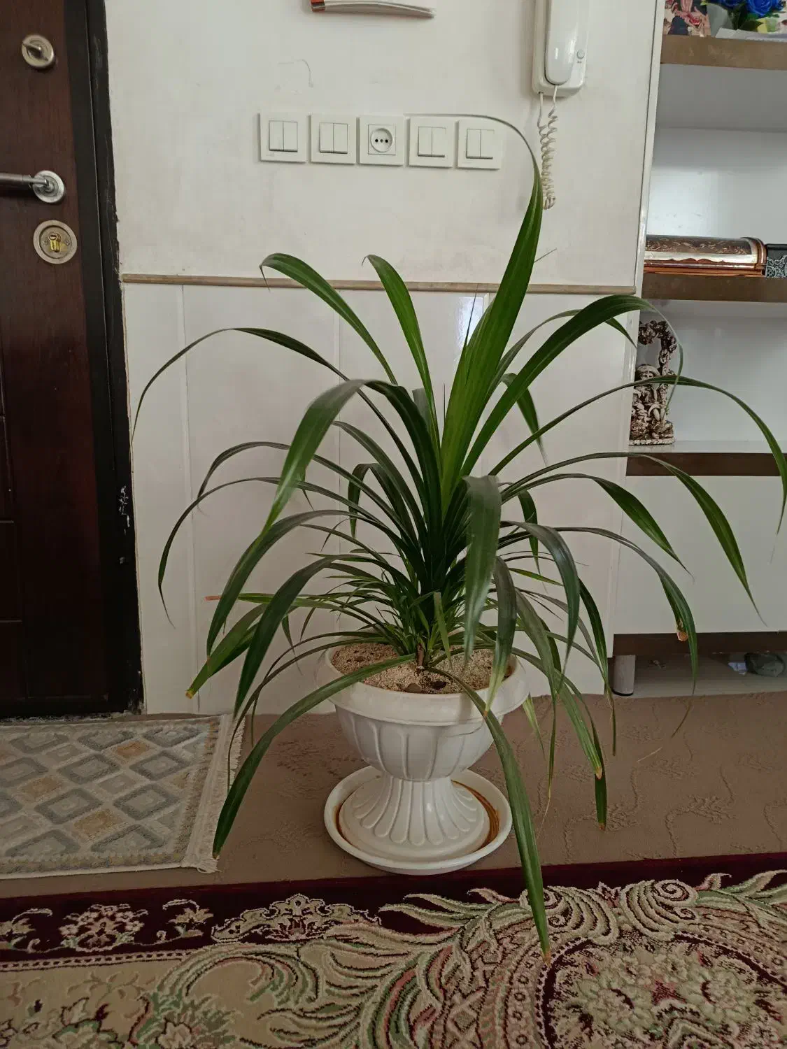 گل پاندانوس|گل و گیاه طبیعی|نیشابور, سرآب کوشک|دیوار