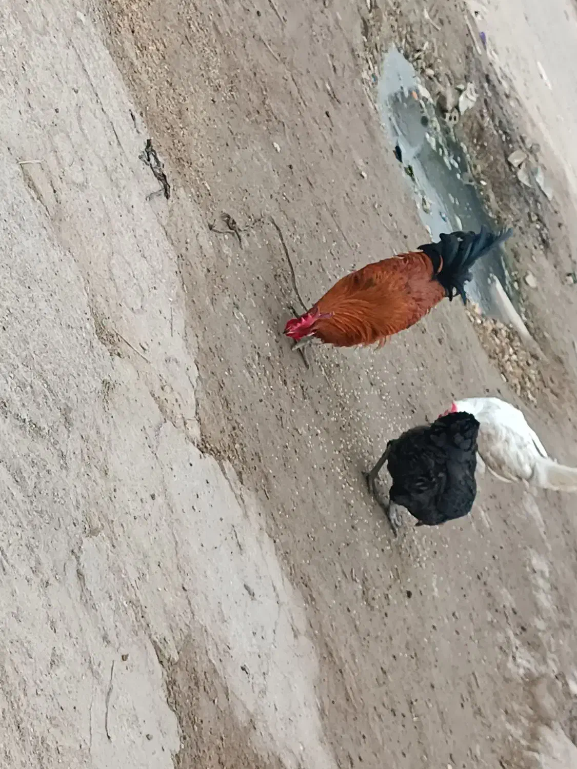 دوعدد مرغ تخم گذار ویک عددخروس گلپایگانی|حیوانات مزرعه|اهواز, گلدشت|دیوار