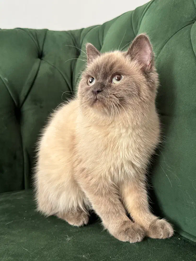 بریتیش کالر پوینت نر سه ماهه|گربه|مشهد, آزادشهر|دیوار