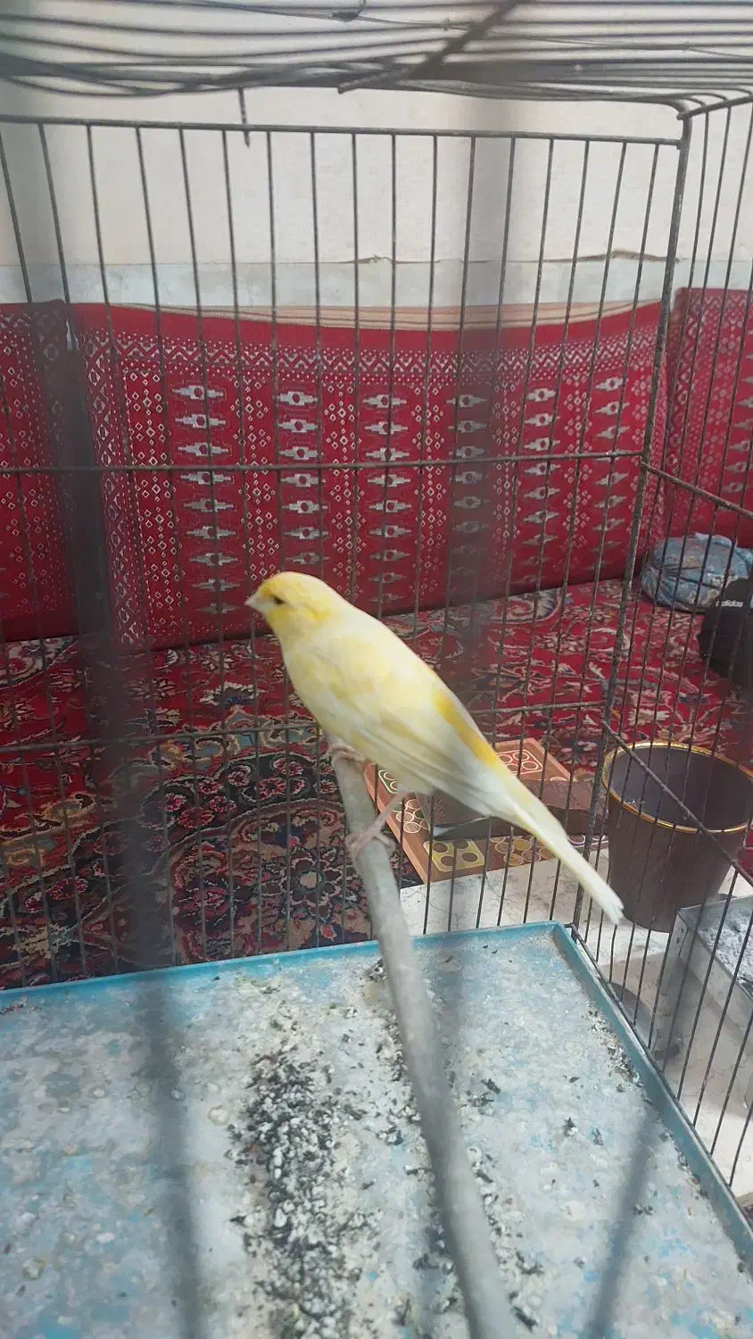 قناری نر|پرنده|ری, دیلمان|دیوار