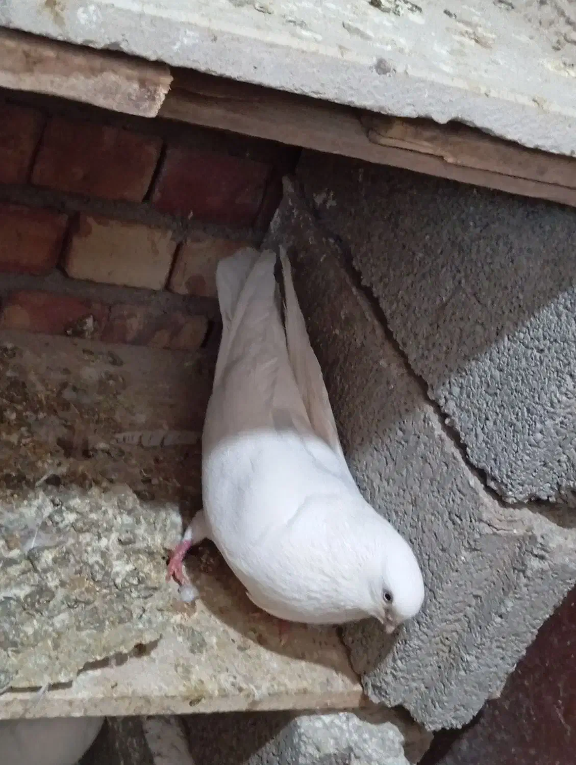 کبوتر بپر گوز آق دیمدیح|پرنده|شاهین دژ, |دیوار