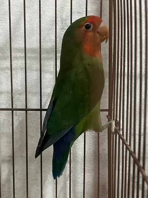 طوطی برزیلی|پرنده|محمدشهر, همایون ویلا|دیوار