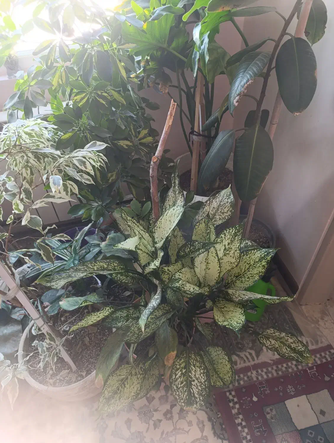 گل آپارتمانی|گل و گیاه طبیعی|پاکدشت, شهرک امام رضا|دیوار