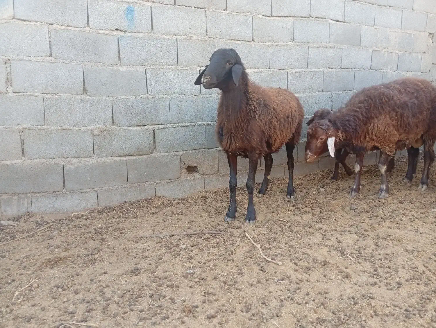 بره ماده|حیوانات مزرعه|گلبهار, نوبهار|دیوار