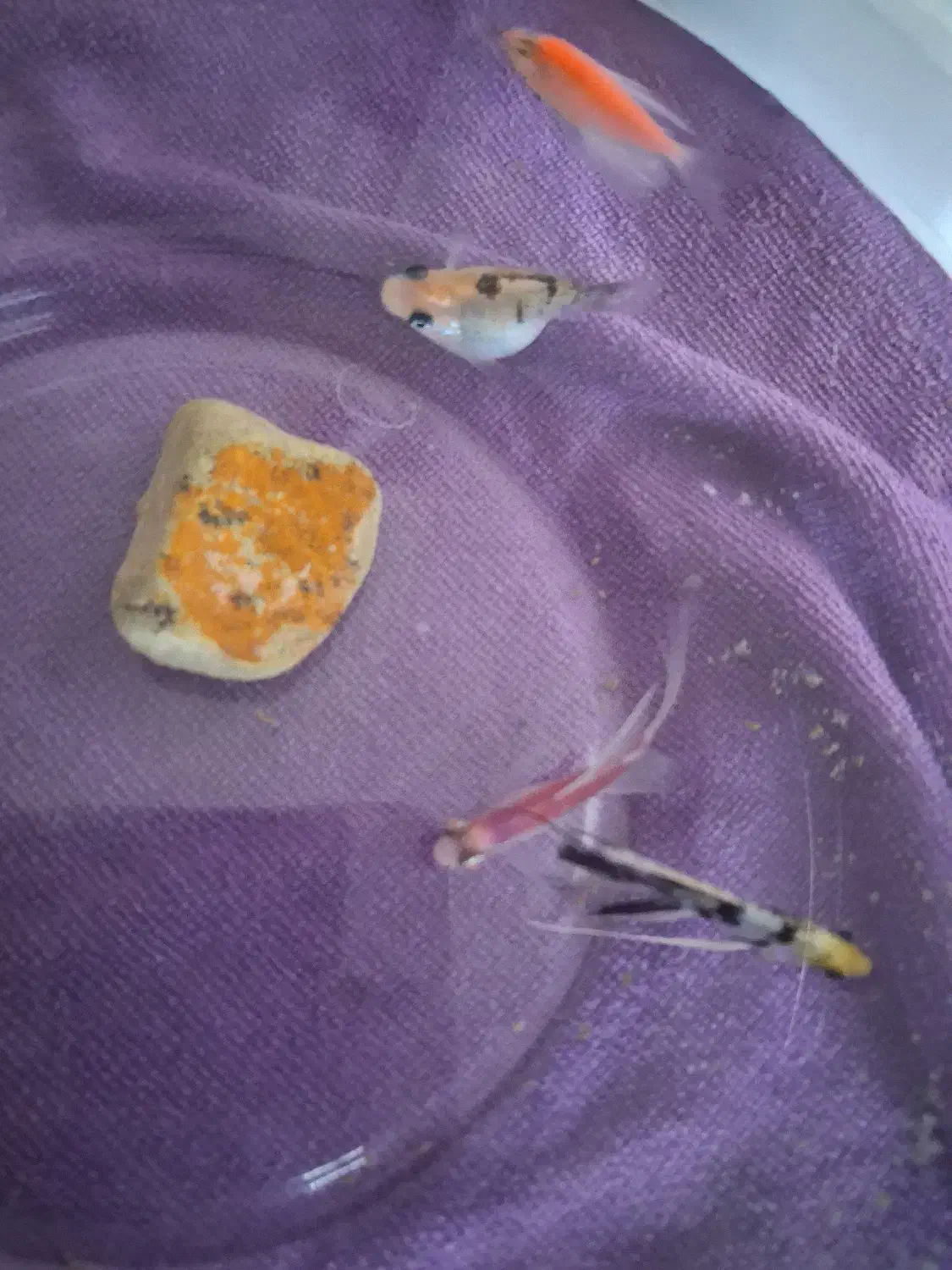 ۴عدد ماهی|ماهی|محمدیه-قزوین, |دیوار