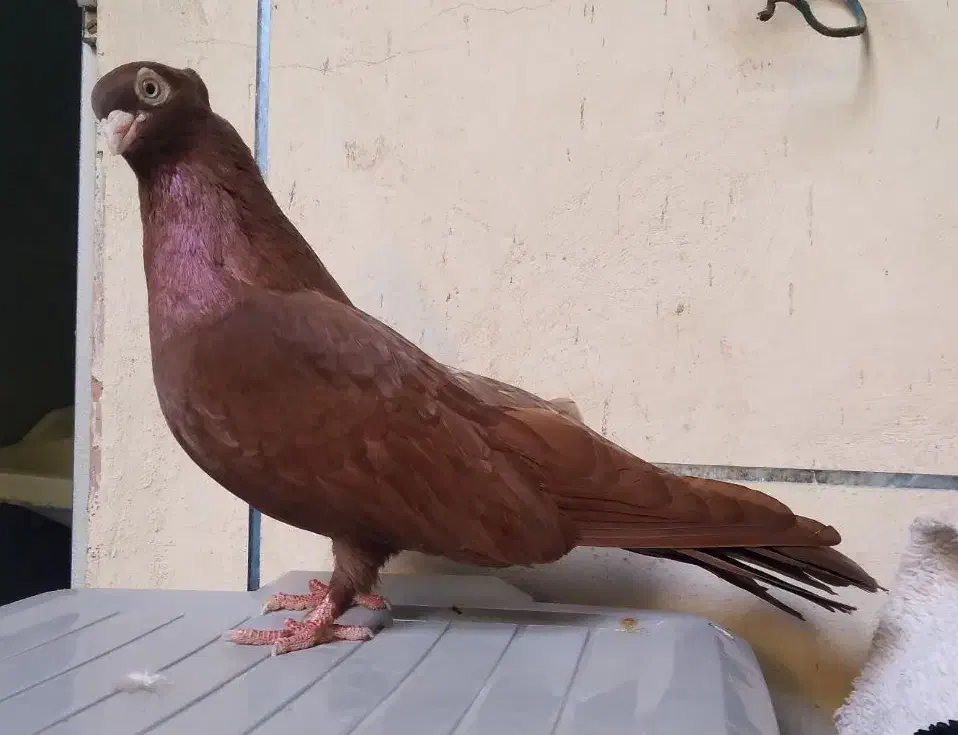 ماده صرب سرخ بشرط تخم امیدیه|پرنده|بندر ماهشهر, |دیوار