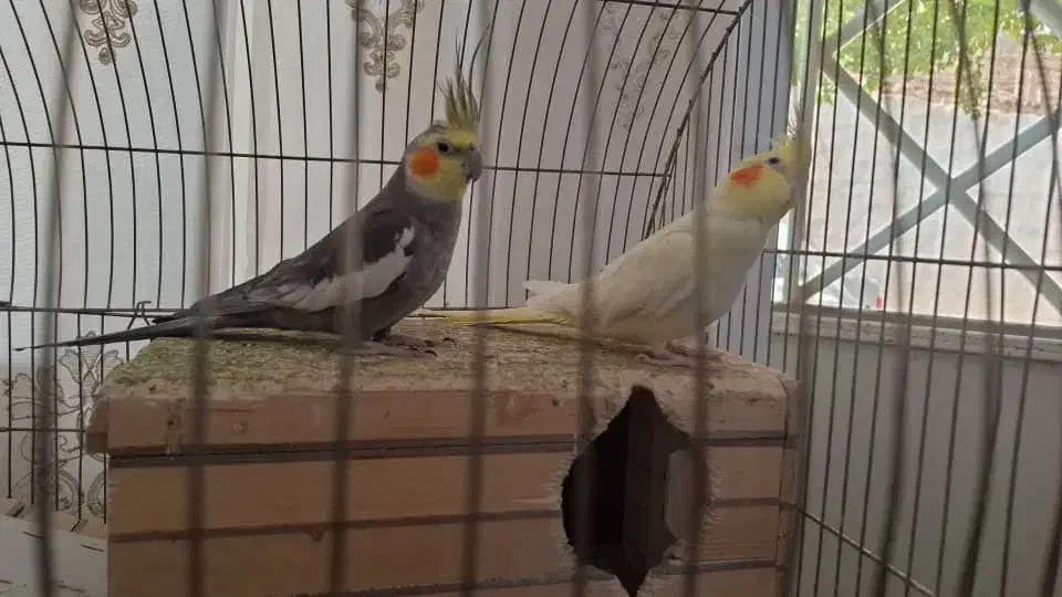 فروش فوری عروس هلندی|پرنده|شیراز, ریاستی|دیوار