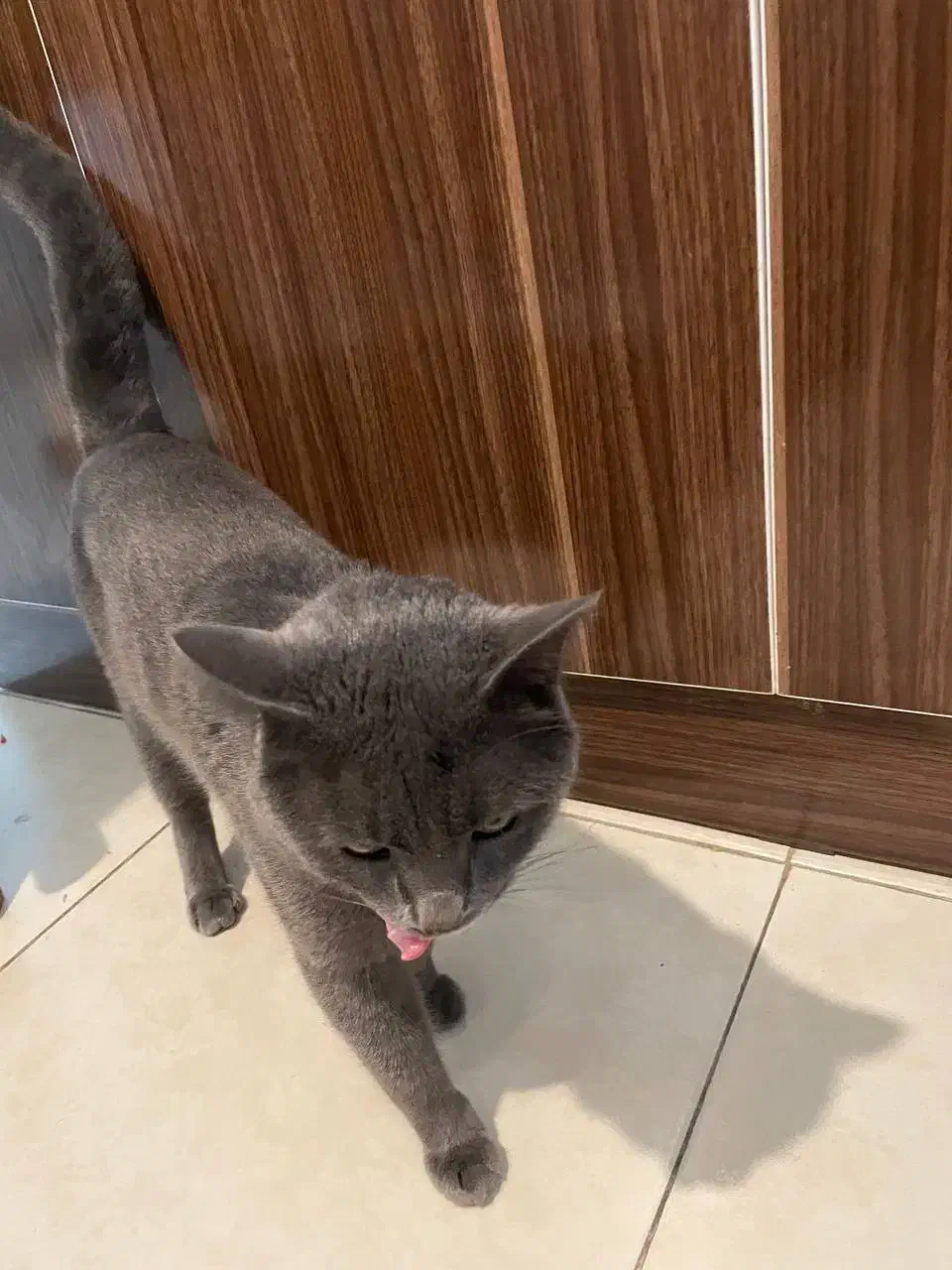 گربه بریتیش اسکاتیش|گربه|رشت, بلوار گیلان|دیوار