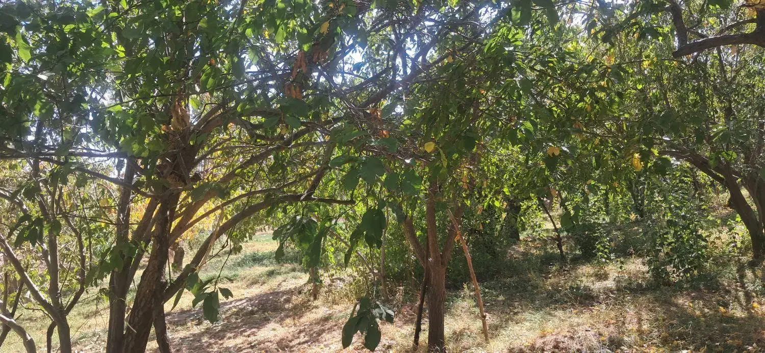 زمین باغ زرد الو و الوچه|فروش زمین و ملک کلنگی|کشکسرای, |دیوار