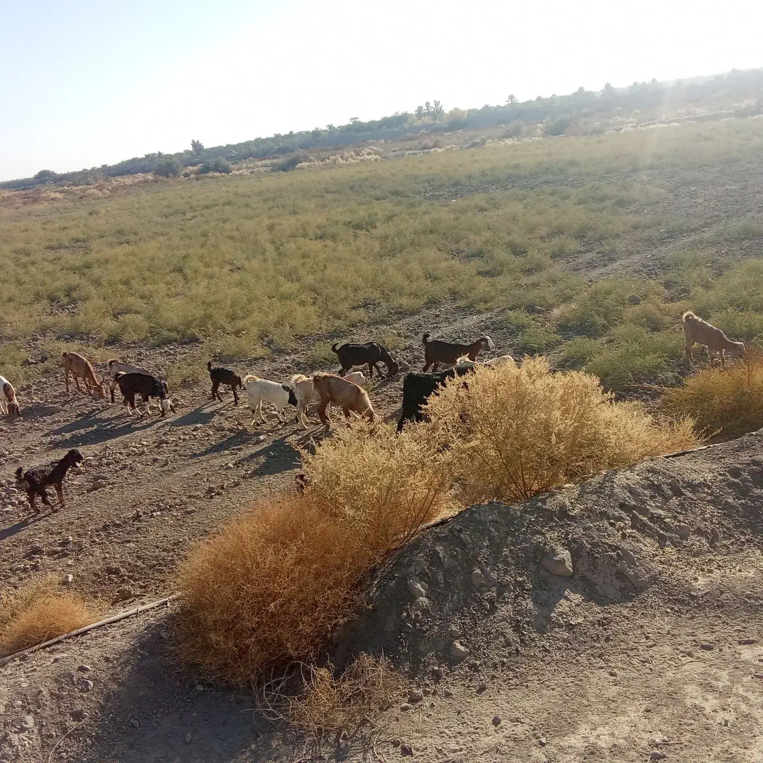 16 راس گوسفند پاکستانی..|حیوانات مزرعه|جیرفت, |دیوار