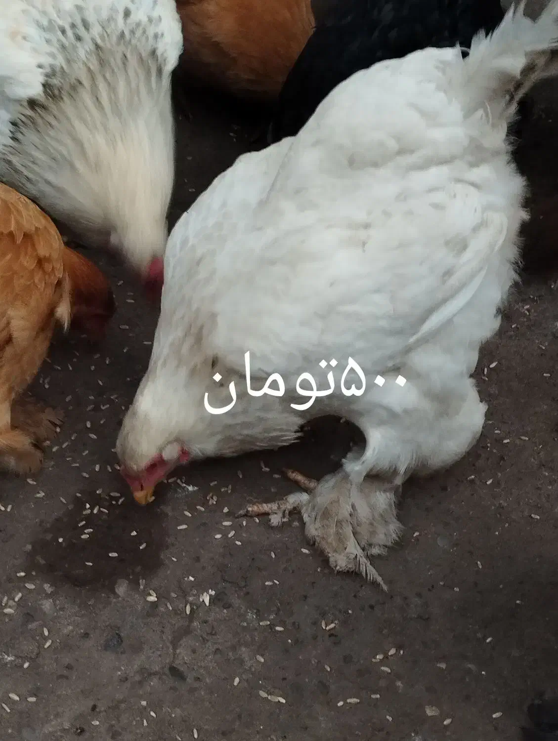 مرغ و خروس|حیوانات مزرعه|رشت, جانبازان|دیوار