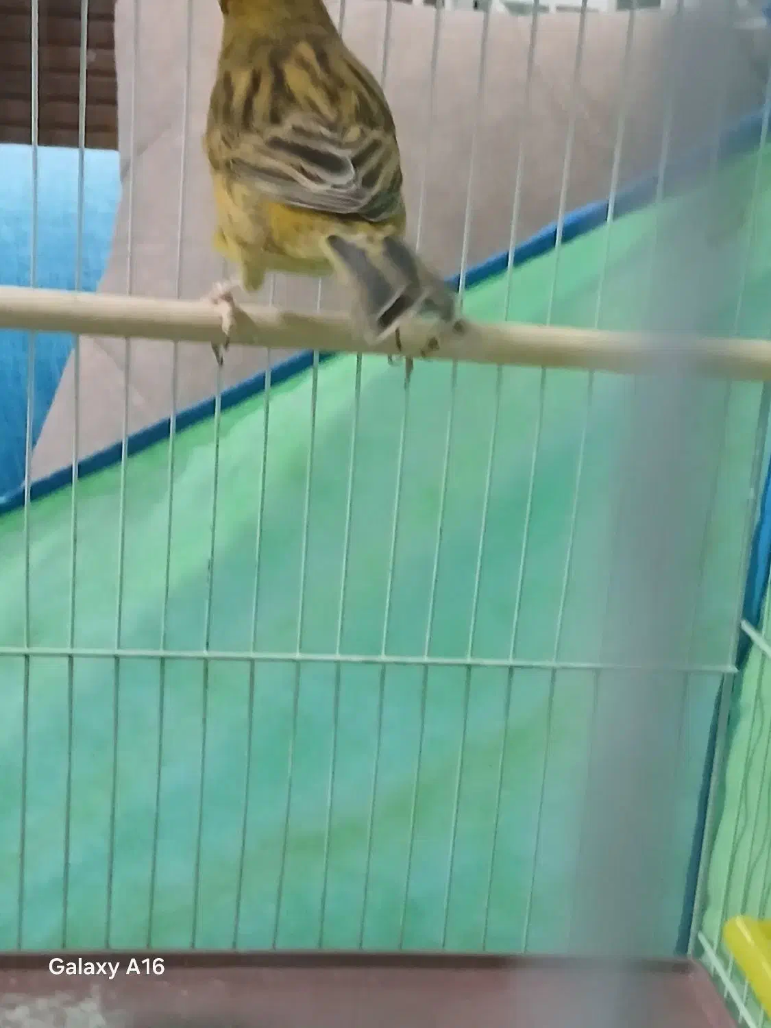 قناری|پرنده|پرند, فاز ۲|دیوار