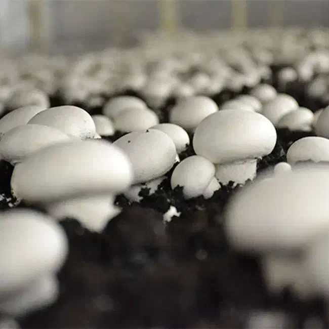 قارچ تازه چین روزانه رشت|خوردنی و آشامیدنی|رشت, توشیبا|دیوار