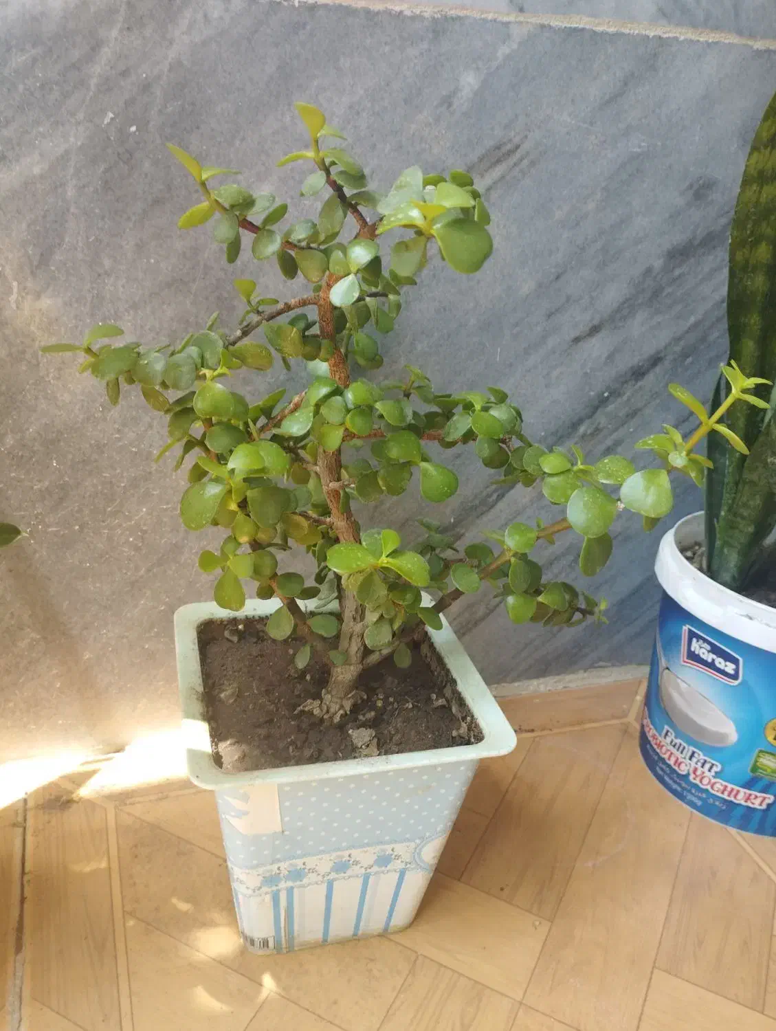 قیمت‌ها متفاوت|گل و گیاه طبیعی|جوانرود, |دیوار