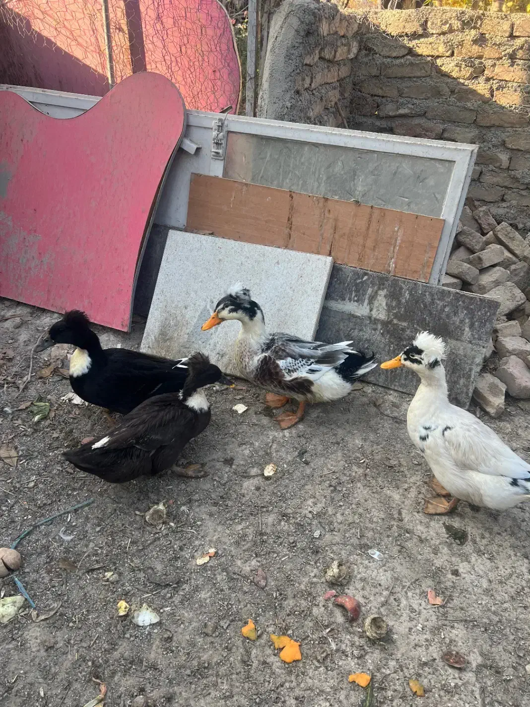 اردک کاکلی بالی|حیوانات مزرعه|وحیدیه, |دیوار