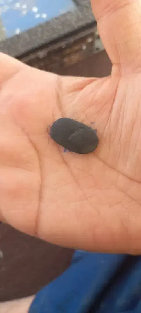 فروش سنگ|بدلیجات|بندر امام خمینی, |دیوار