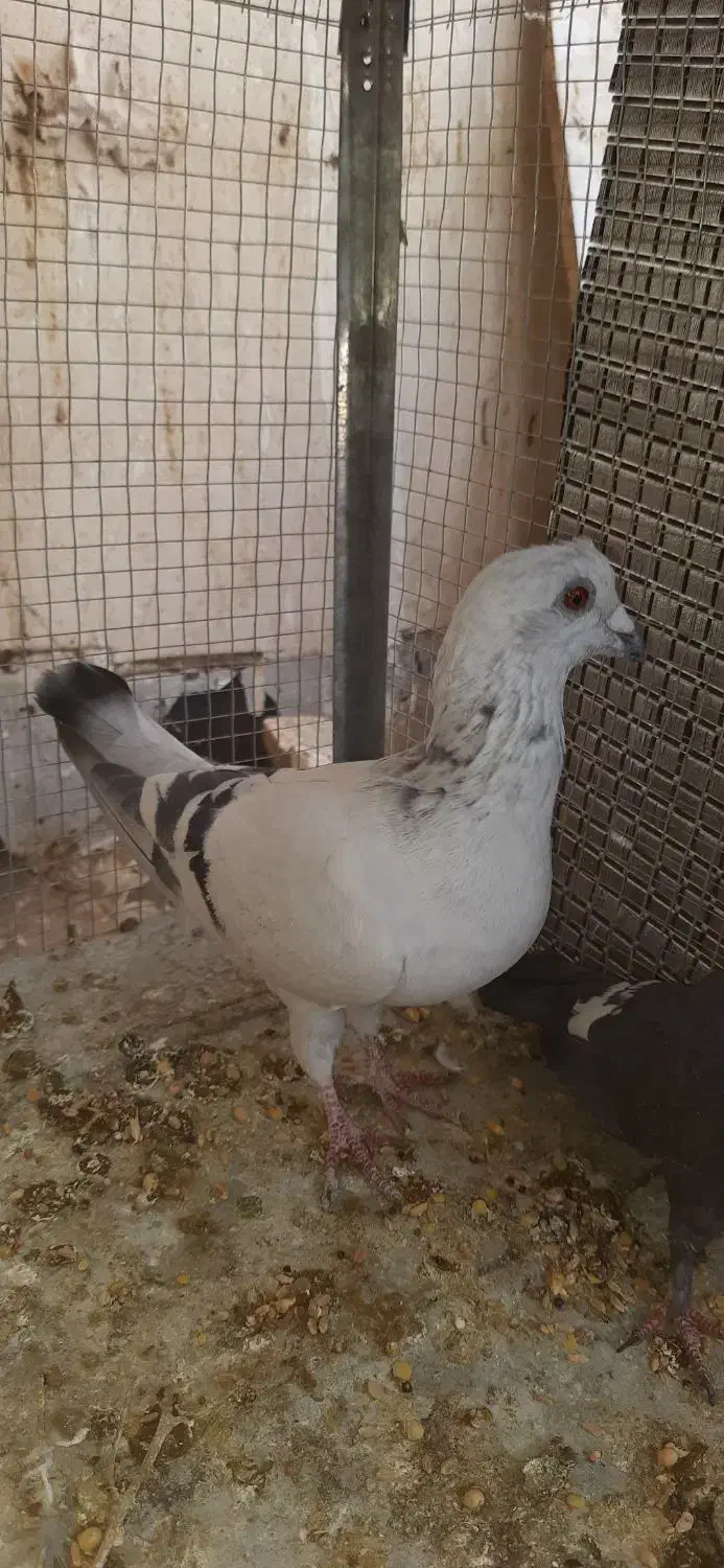 شامی گچی و سیاه کاشونی|پرنده|فولادشهر, مسکن مهر فولادشهر|دیوار