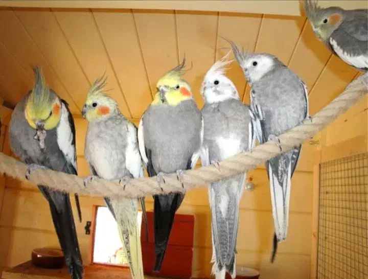 فروش ۱۰عدد عروس هلندی|پرنده|ماسال, |دیوار