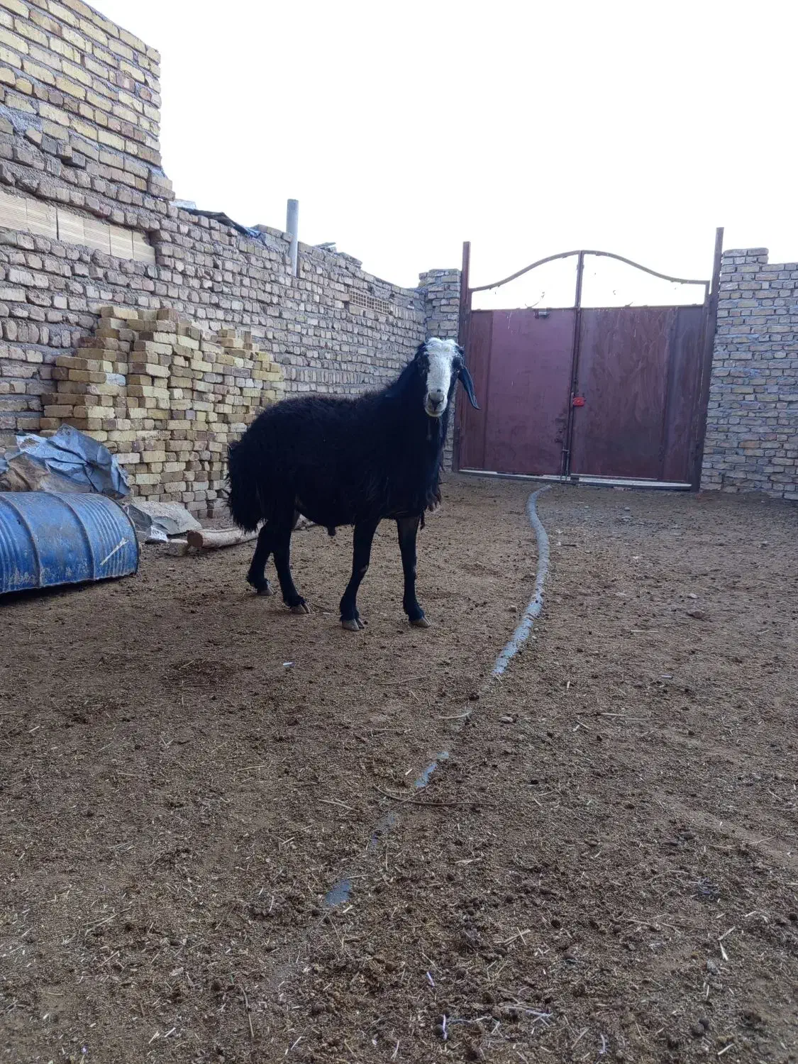 گوسفند|حیوانات مزرعه|تاکستان, |دیوار