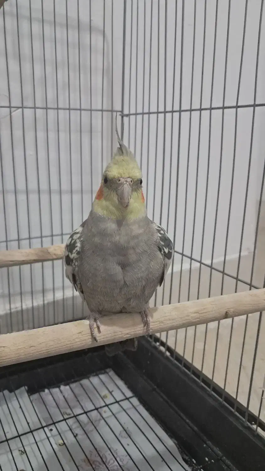 عروس هلندی ۱ سال و ۳ ماهه ماده و سلامت با قفس|پرنده|بروجرد, |دیوار