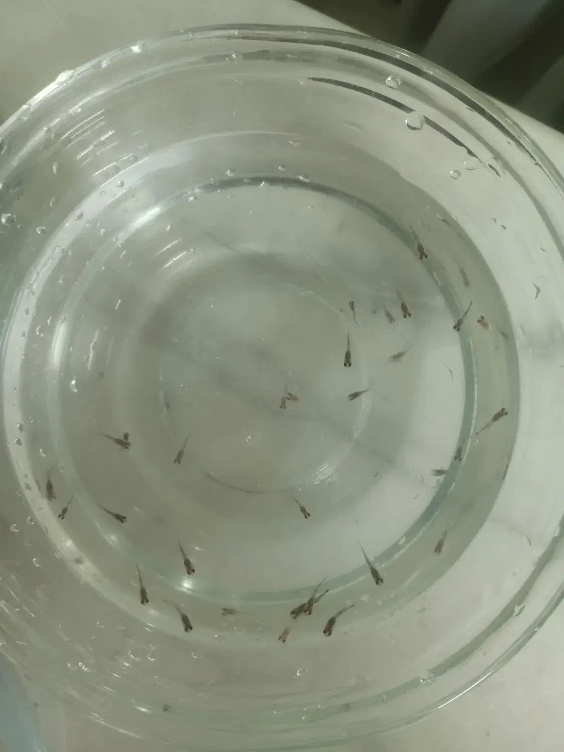 ماهی های اکواریومی گوپی|ماهی|اصفهان, همدانیان|دیوار