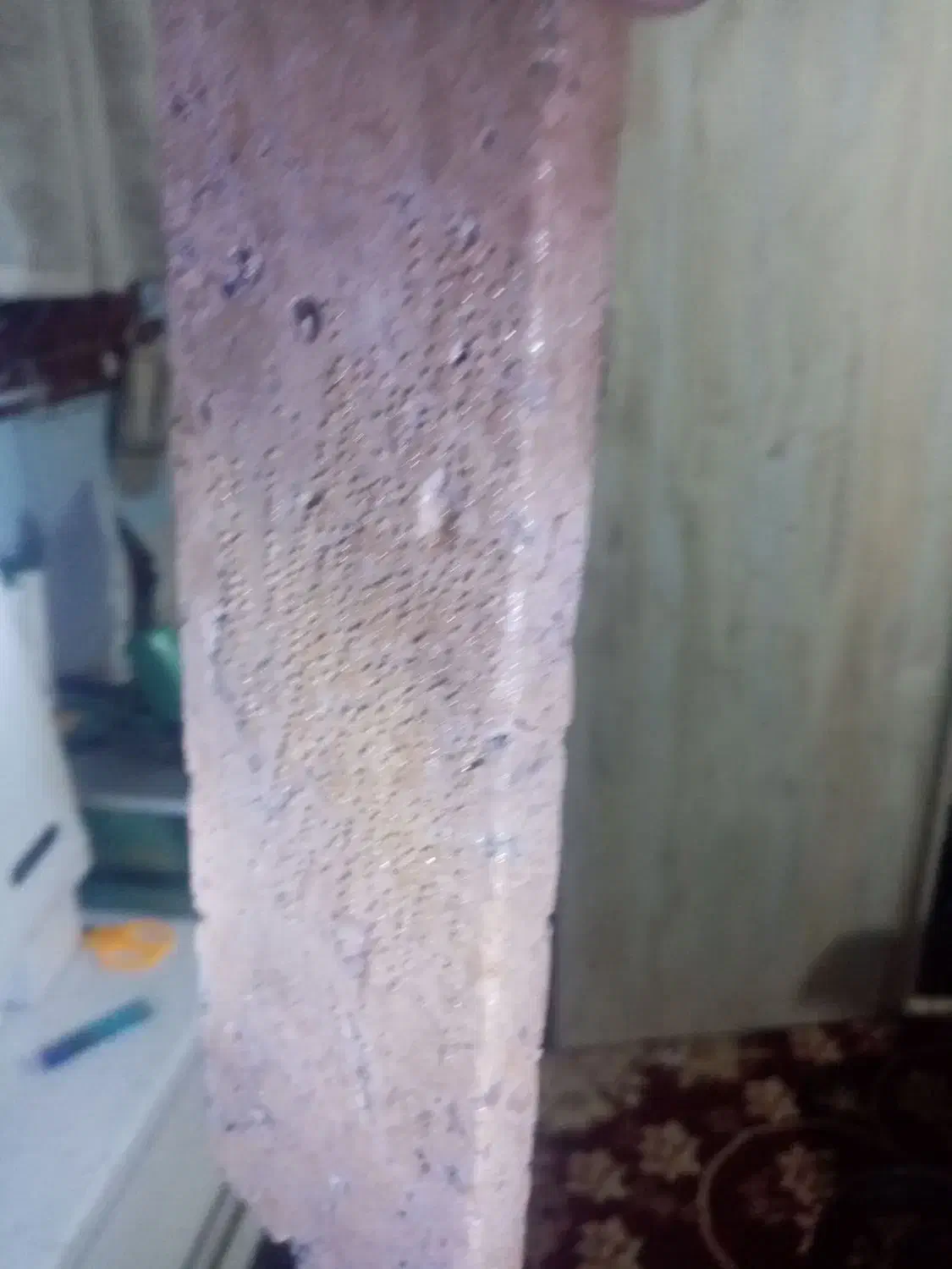 آنجل مولد|ماهی|تربت‌حیدریه, باغ سلطانی|دیوار