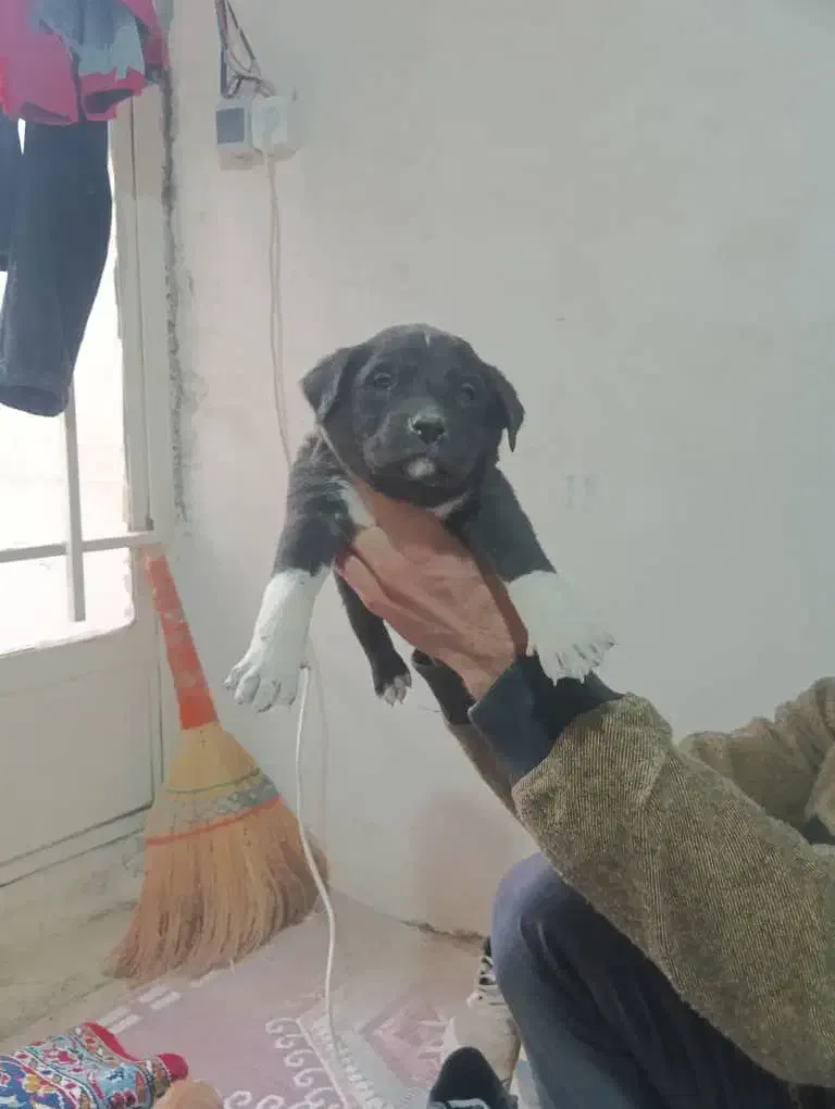 سگ بومی|سگ|اصفهان, ارداجی|دیوار