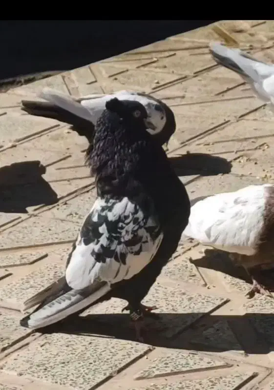 سینه ای|پرنده|بم, |دیوار