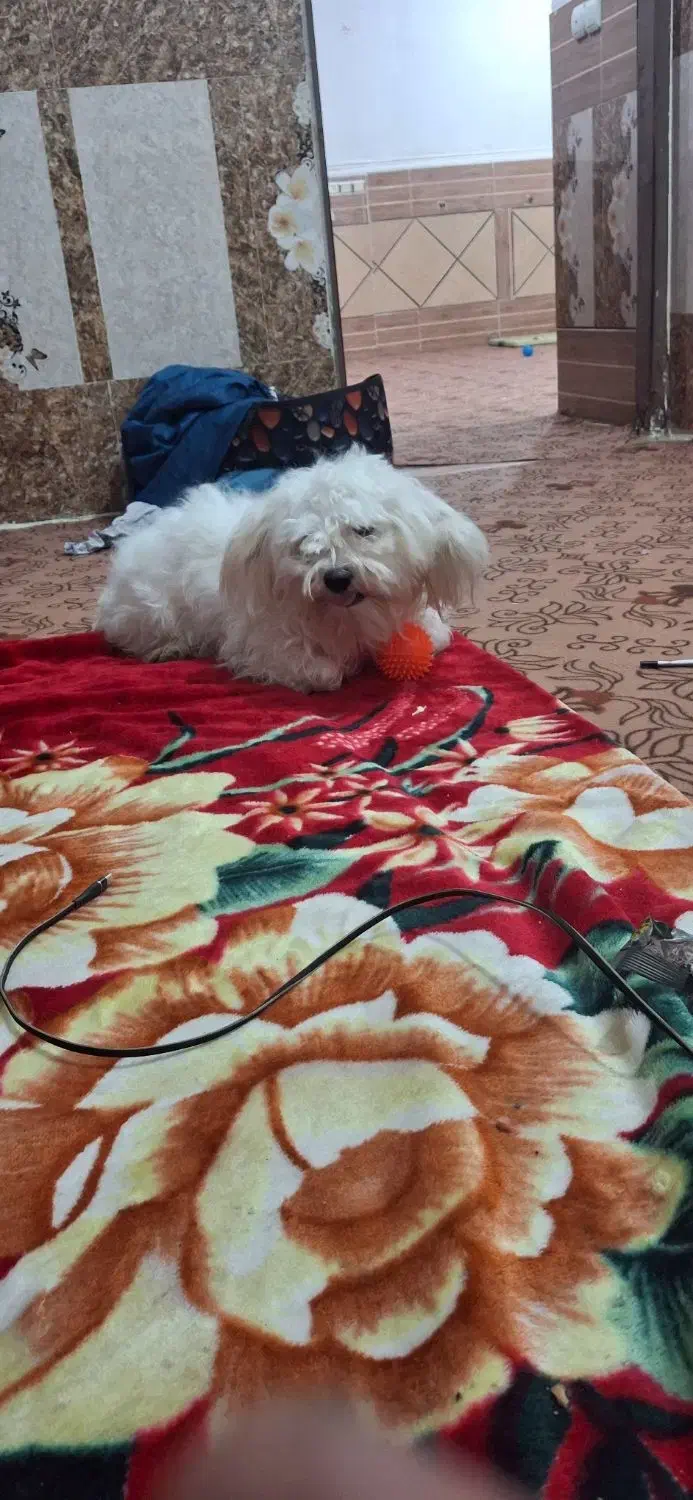 واگذاری سگ شیتزو|سگ|میناب, |دیوار