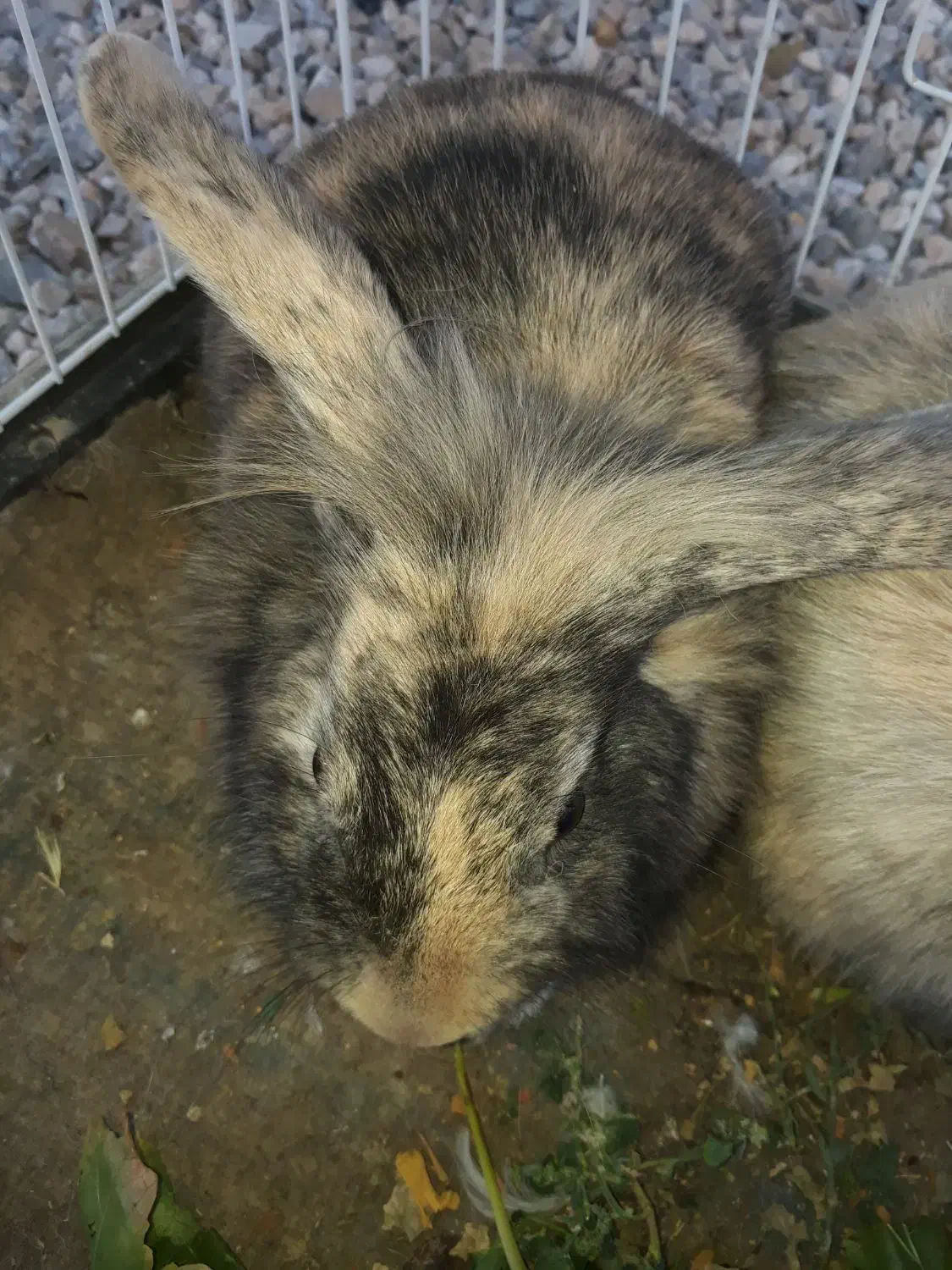 دو عدد خرگوش از نژتد لوپ|موش و خرگوش|خمینی‌شهر, |دیوار