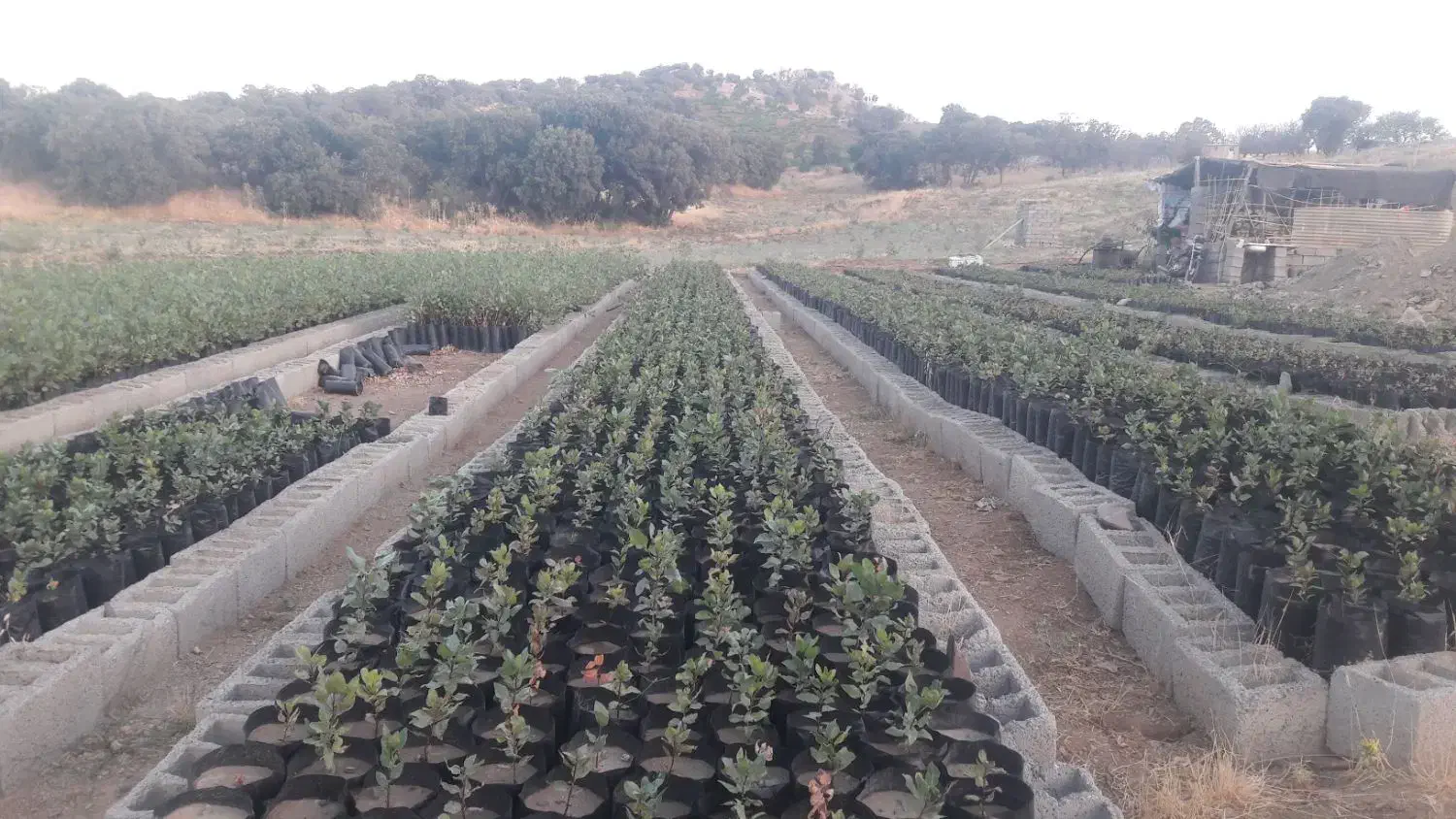 کاشت تابرداشت پستە|خدمات باغبانی و درختکاری|کامیاران, |دیوار