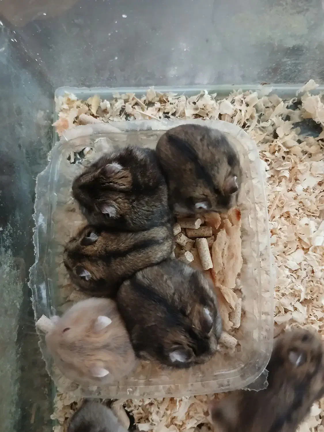 همستر کوتوله کمپل|موش و خرگوش|شیراز, فرهنگ شهر|دیوار