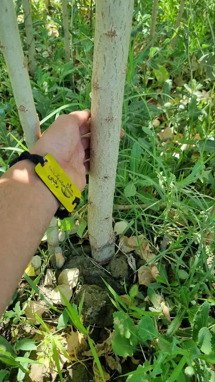 فروش نهال صنوبر ۳ متری|خدمات باغبانی و درختکاری|اردستان, |دیوار