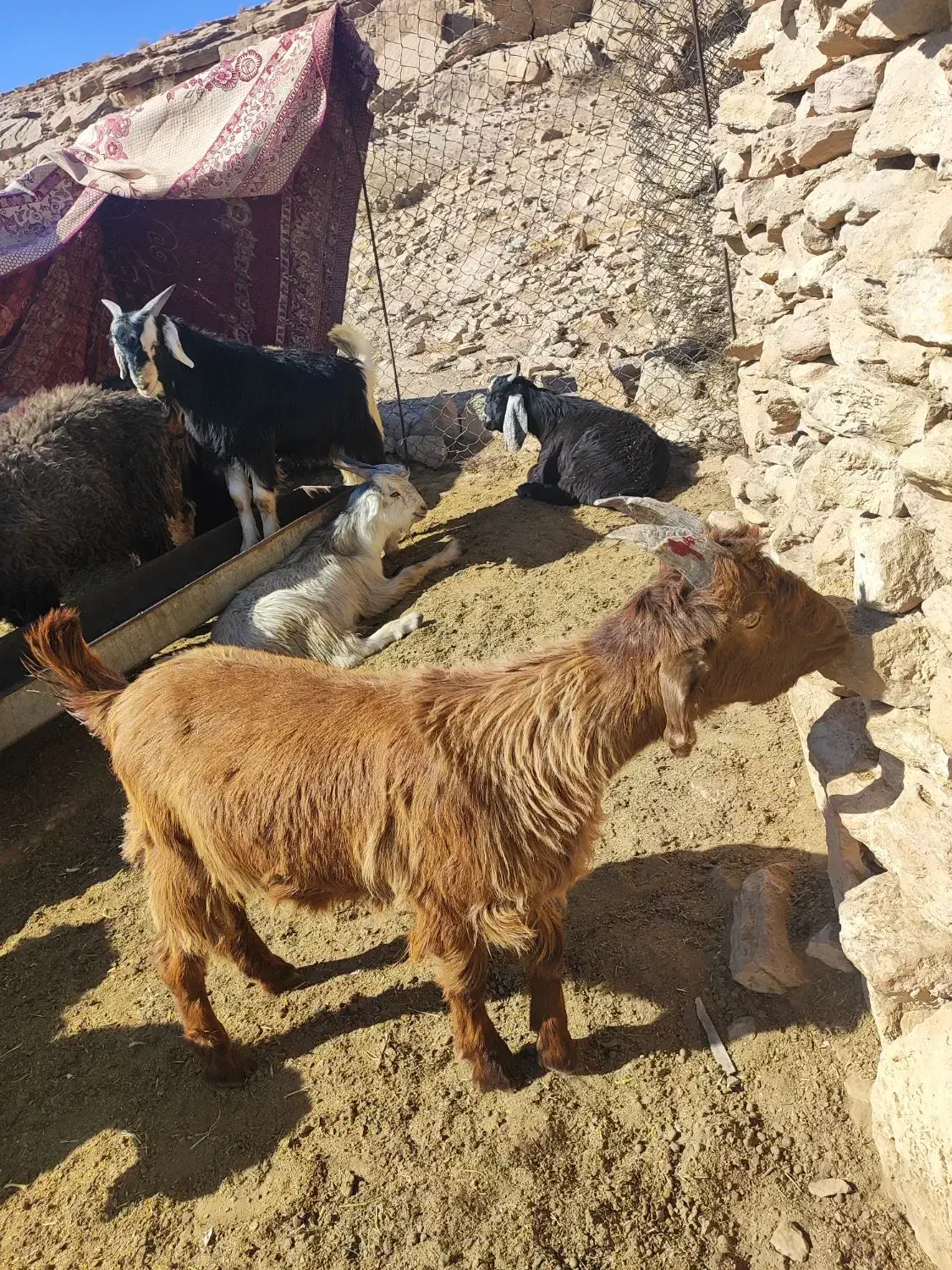 کهره نردرجه یک|حیوانات مزرعه|جهرم, |دیوار