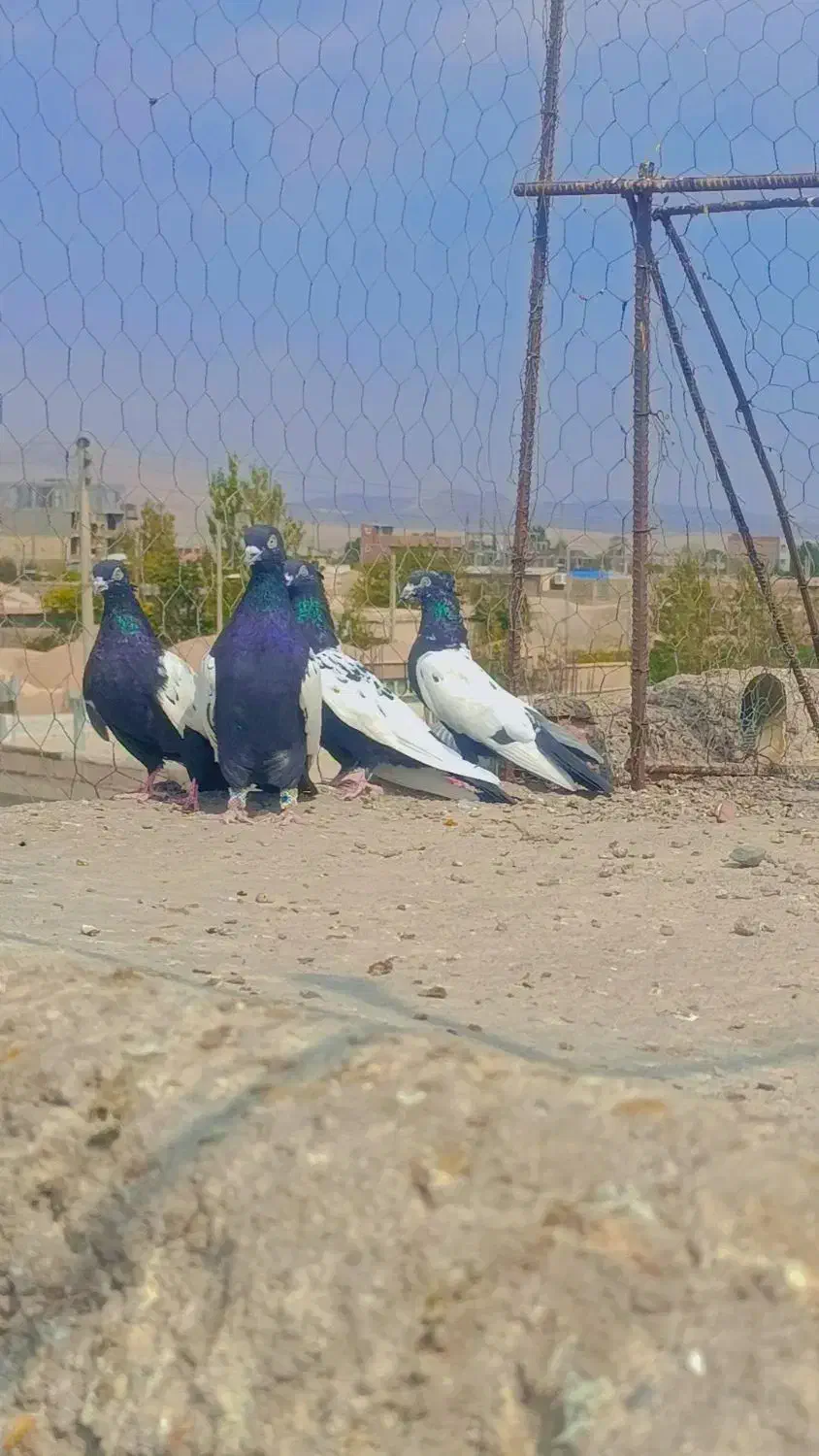 چهار عدد سینه سیاه کلایی|پرنده|نگار, |دیوار